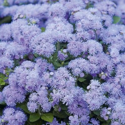 Ageratum