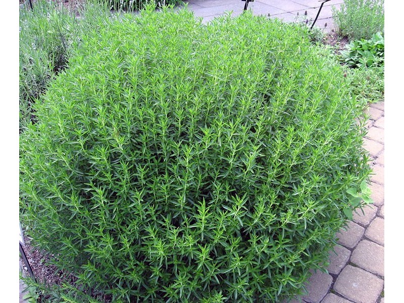 Čubar (Satureja hortensis)