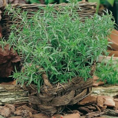 Čubar (Satureja hortensis)