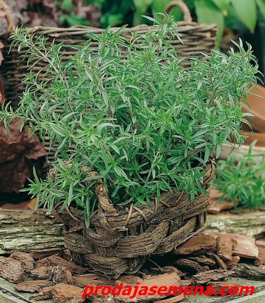 Čubar (Satureja hortensis)