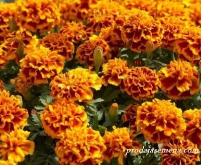 Visoka Kadifa Tagetes (okir crvena)