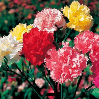 Karanfil Chabaud Multicolor (Dianthus caryophyllus)