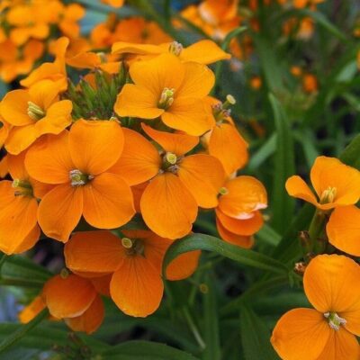 Letnji šeboj (Cheiranthus / Erysimum cheiri)