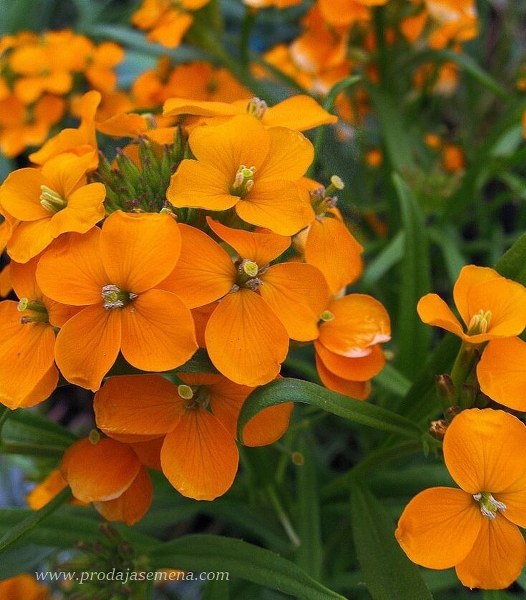 Letnji šeboj (Cheiranthus / Erysimum cheiri)
