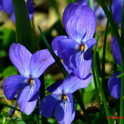 Mirisna ljubičica (Viola odorata