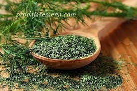 Mirodjija domaća aromatična (Anethum graveolens) 50 sem