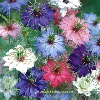 Maciji Brkovi (Nigella damascena)