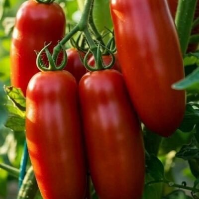 Paradajz Piramide (Tomatoes Piramide)