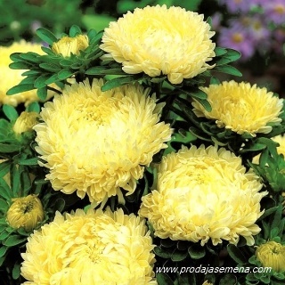 Astra Bozur Zuta (Callistephus chinensis)