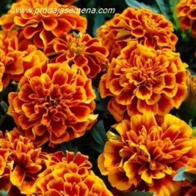 Niska Kadifa Tagetes