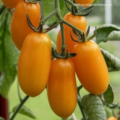 Tomato Taiko