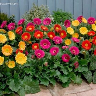 Gerber (Gerbera jamesonii)