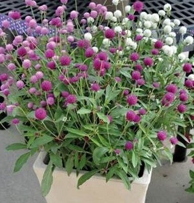 Globuska miks & Gomphrena globosa mix (jednogodišnja cvetnica)