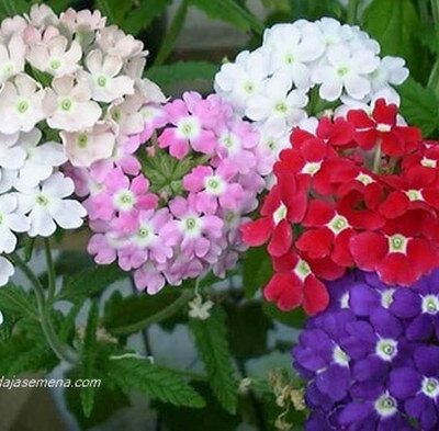 Verbena (Verbena)