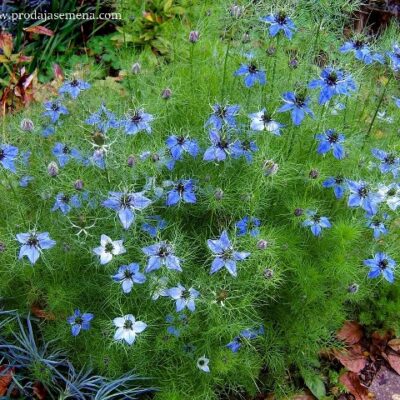 Devojka u Zelenom (Nigella Damascena)