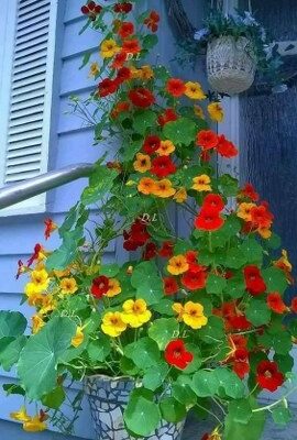 Dragoljub penjačica (Tropaeolum majus)