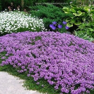 Violet Nano Planičak