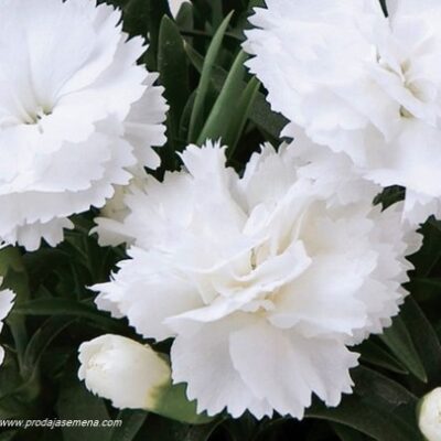 Chabaud / Fiori Bianchi white