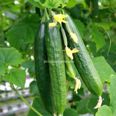 Krastavac Salatar