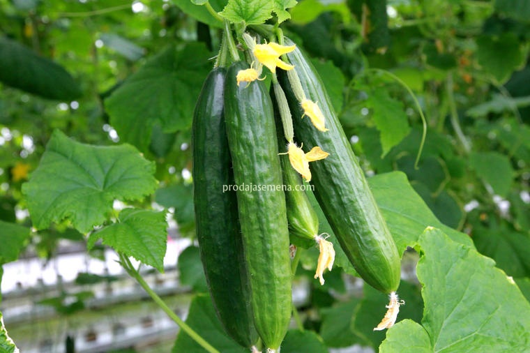 Krastavac Salatar