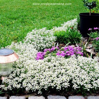 Snežni Tepih (Alyssum, Lobularia maritima L.)