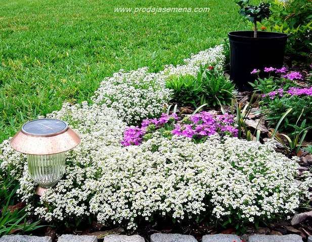 Snežni Tepih (Alyssum, Lobularia maritima L.)