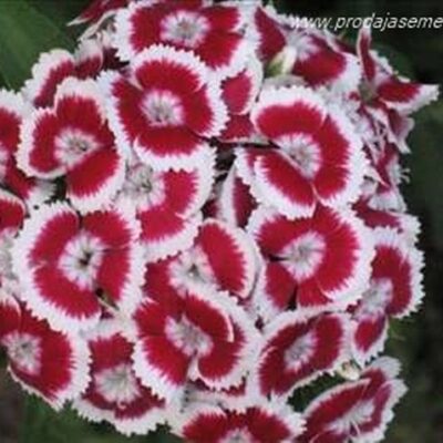 Turski Karanfil Crveno-Beli (Dianthus barbatus Red picotee)