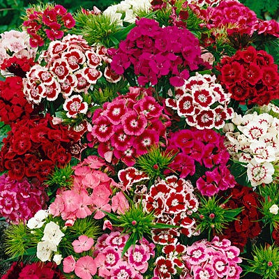 Turski Karanfil Miks (Dianthus barbatus )