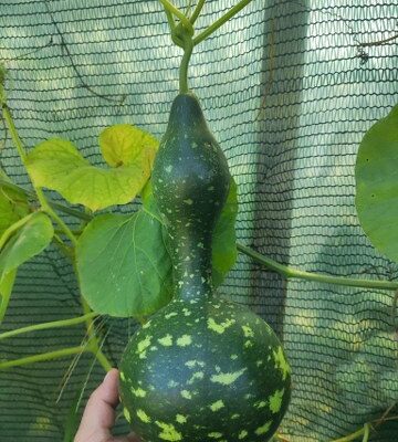 Tikva Kobra / Vrg (Lagenaria siceraria, Molina Standl.)