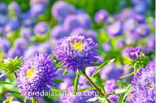 Lepa Kata Aster Plava