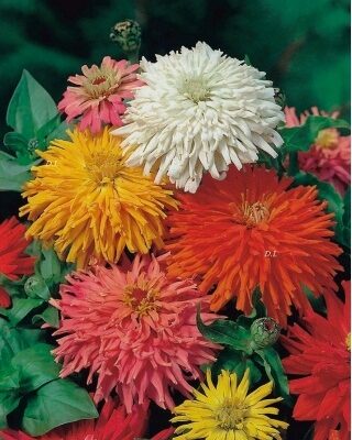 Cinija (zinnia)Kaktus mix