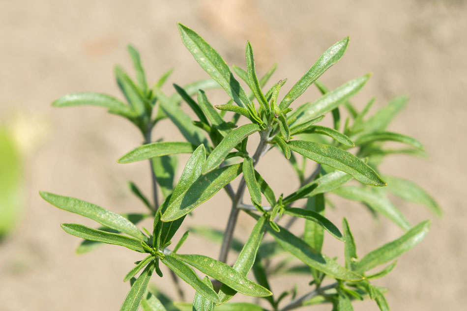Čubar (Satureja hortensis)