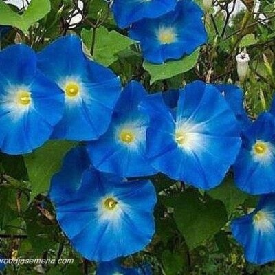Ladolez Krupni Plavi ( Heavenly Blue)
