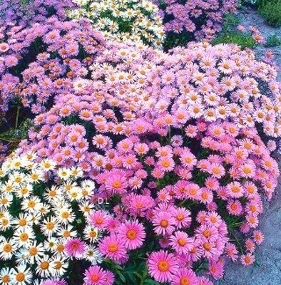 Lepa Kata Alpinus mix