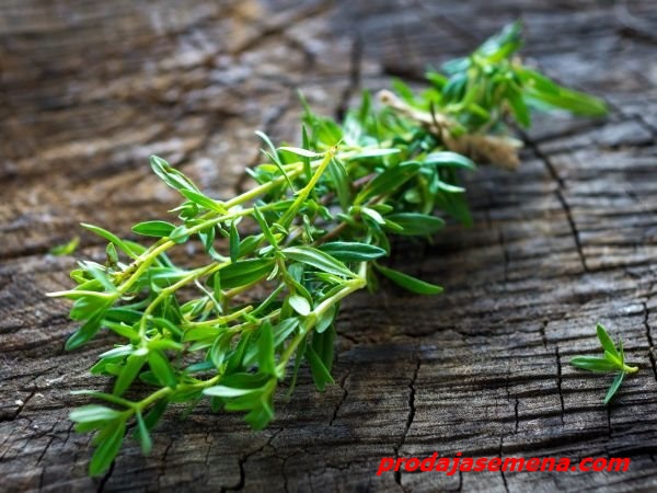 Čubar (Satureja hortensis)