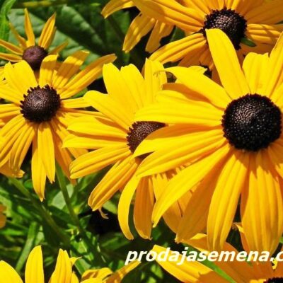 Rudbekia (perana-trajnica)