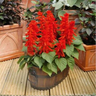 Salvija / Ukrasna žalfija (Salvia splendens)