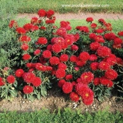 Aster Princes crvena(lepa kata)