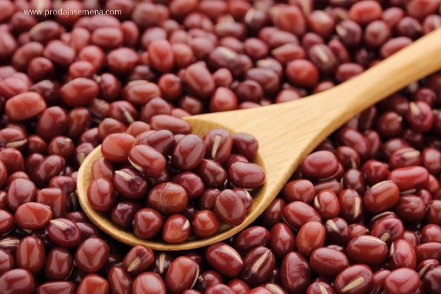 Azuki pasulj (Vigna angularis)
