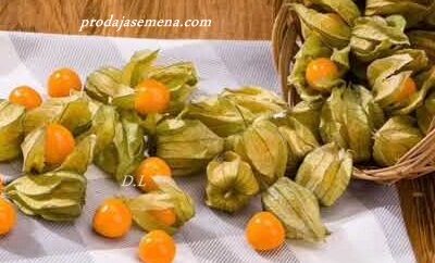 Fizalis Perunska jagoda / Tomatillo / Meksički paradajz