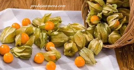 Fizalis Perunska jagoda / Tomatillo / Meksički paradajz