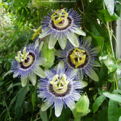 Hristov Venac(passiflora caerulea)