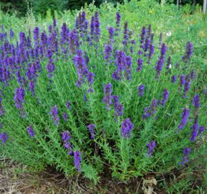 Izop / Miloduh (Hyssopus officinalis)