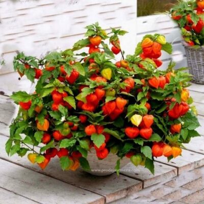 Kineski lampion (lampion cvet) Physalis alkekengi
