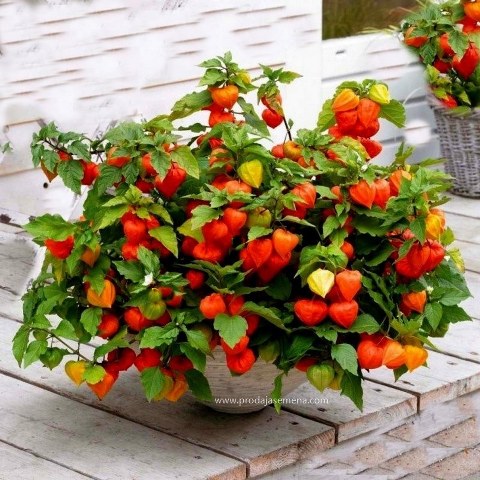 Kineski lampion (lampion cvet) Physalis alkekengi