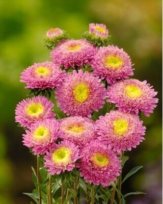 Lepa Kata princes Roze