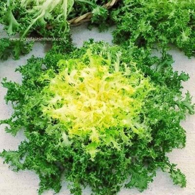 Salata Endivilija Eskariol zuta