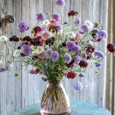 Skabijoza-(Scabiosa atropurpurea)oko 70 sem