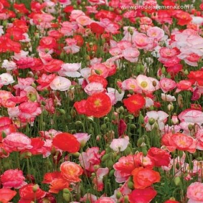 Ukrasni Mak Mix (Papaver Rhoeas)