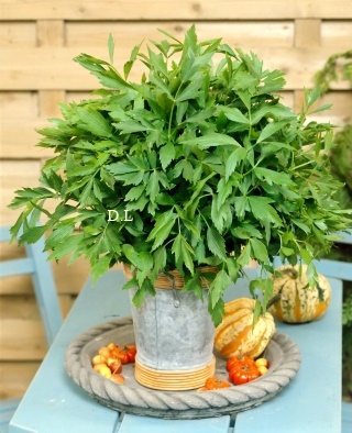 Selen / Ljupčac (Levisticum officinale)
